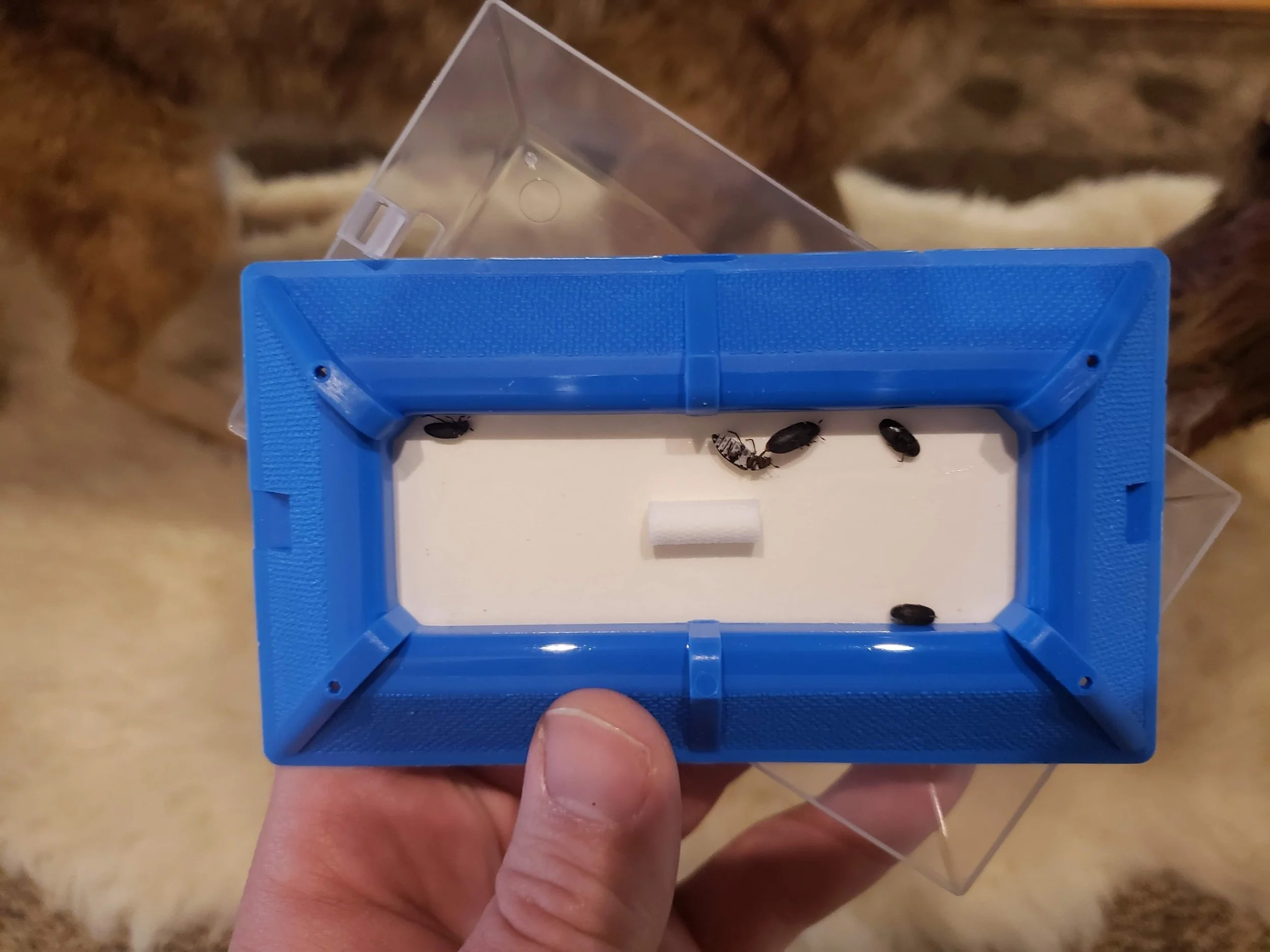 Hide+Beetle+Trap+and+Lure+2.